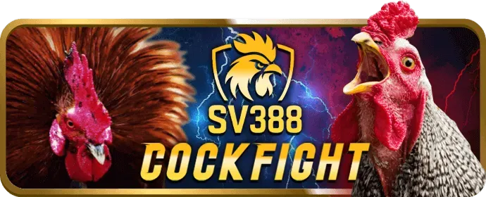 Đá gà cựa sắt gay cấn, cơ hội thắng lớn